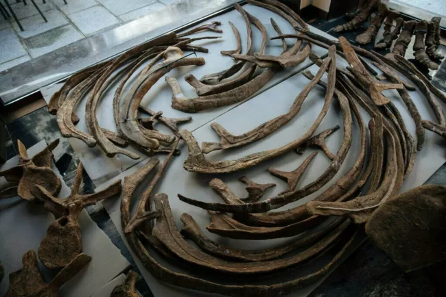 世界最大のトリケラトプス「ビッグ・ジョン」がパリのオークションで665万ユーロの値をつける