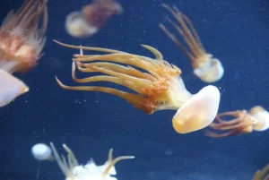 ロピレマ「フレーム」クラゲ
