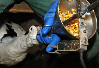 フランス南西部の農場でトウモロコシを強制的に食べさせられているアヒル。© ボブ・エドメ/AP