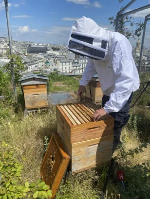 養蜂家パブロ・トリカリは、パリのペルノ・リカール本社の屋上にある蜂の巣の1つを開きます。© RFI/I.マルティネッティ