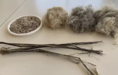 前景にある麻の茎は、繊維(R)とハード(L)に分離されます。© RFI/Hird