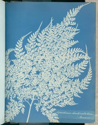 「Aspidium denticulatum」-1853年のイギリスの植物学者アンナ・アトキンス（1799-1871）とアン・ディクソン（1799-1877）によるシアノタイプ。© The J.ポール・ゲティ美術館、ロサンゼルス