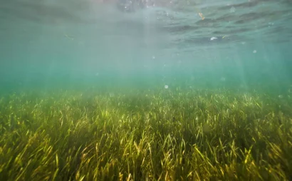  ドイツ・キール近郊のファルケンシュタインのビーチ近くにある海草の草原。ロイター - リシ・ニエスナー 